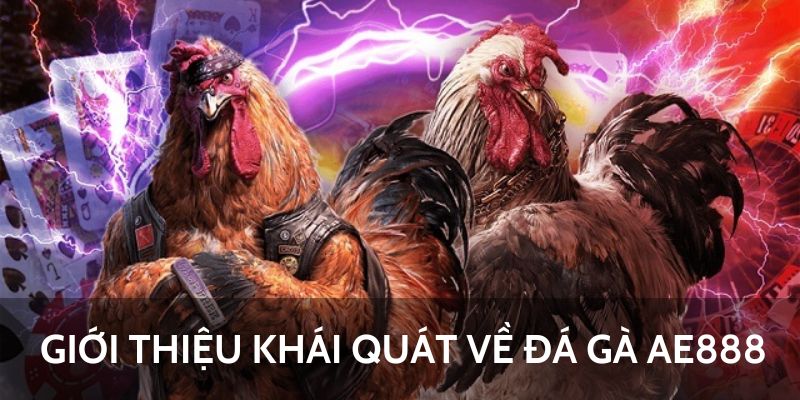 Giới thiệu khái quát về đá gà AE888