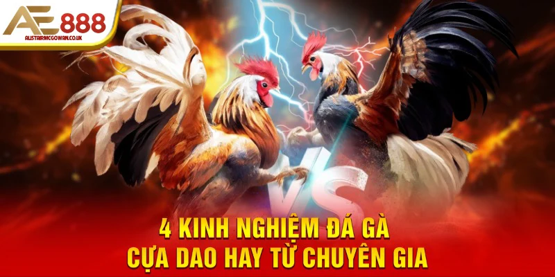 4 kinh nghiệm đá gà cựa dao hay từ chuyên gia