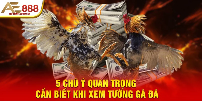5 chú ý quan trọng cần biết khi xem tướng gà đá