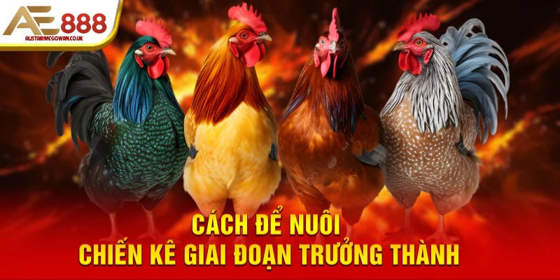 Cách để nuôi chiến kê giai đoạn trưởng thành