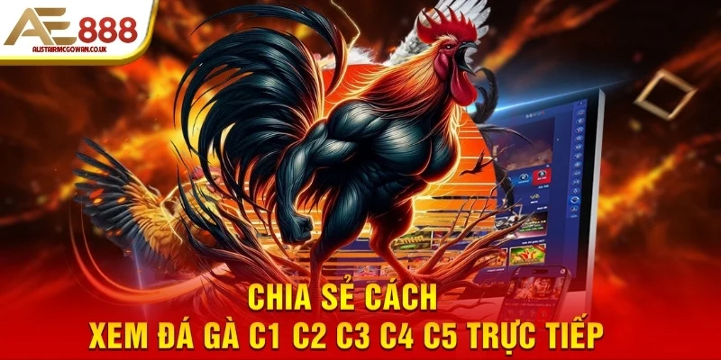 Chia sẻ cách xem đá gà C1 C2 C3 C4 C5 trực tiếp