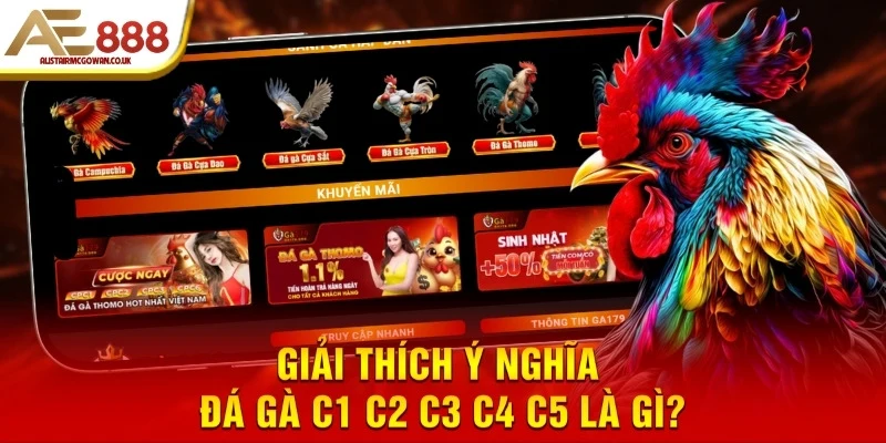 Giải thích ý nghĩa đá gà C1 C2 C3 C4 C5 là gì?