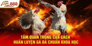 Tầm quan trọng của cách huấn luyện gà đá chuẩn khoa học