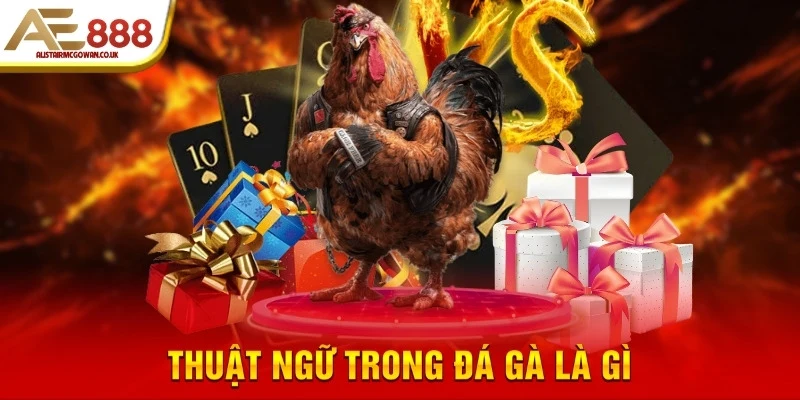 Thuật ngữ trong đá gà là gì?