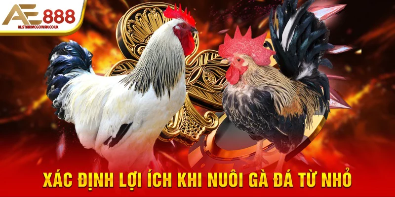 Xác định lợi ích khi nuôi gà đá từ nhỏ