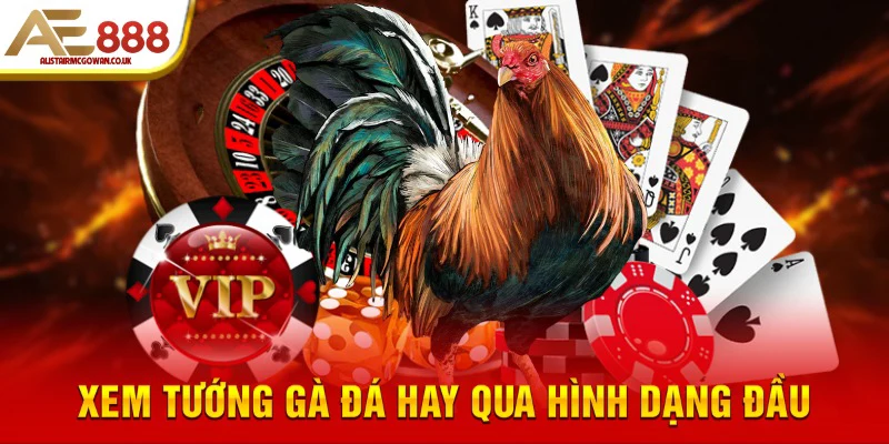 Xem tướng gà đá hay qua hình dạng đầu